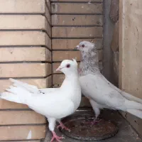 کفتر سار کاکلی و سفید کاکلی نر و ماده