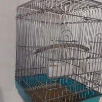قفس