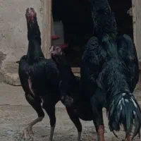 تخم مرغ نطفه دار لاری اوشامو یه تیغ مشکی