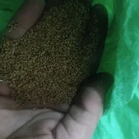 بذرعلف
