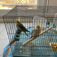 عروس هلندی ۲عدد