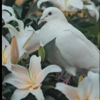 کبوتر پلاکی نر