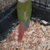گرینچیک آناناسی رد
