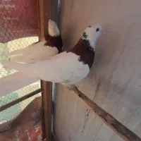 یک جفت کبوتر طوقی