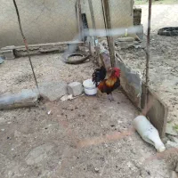 خروس گلین غاز اردک محلی