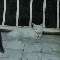 گربه خونگی اهلی
