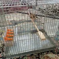 سهره قرص آماده جفت گیری جوان