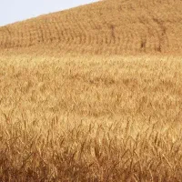 فروش-زمین-کشاورزی