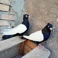 کبوتر سینه سیاه و کله