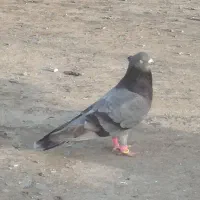 کبوتر دمی وآبادانی