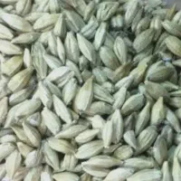 جو آبی