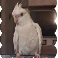 گمشده|حیوانات|رشت, دیانتی|دیوار