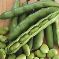 باقله سبز و تازه ی کاشان ،