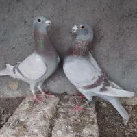 کبوتر قورگی