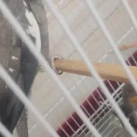 عروس هلندی  طوسی و زرد جوان