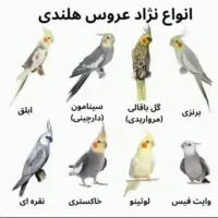 فروش انواع نژاد های عروس