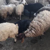 میش ، بره نر ماده و شیشک