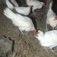 هشت عدد مرغ تخم گذار
