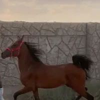 نریان ۲ سال و نیمه