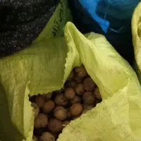 گردوی ازندریان