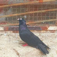 زاغ آبادانی نر