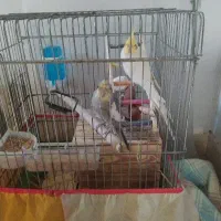 عروس هلندی جفت