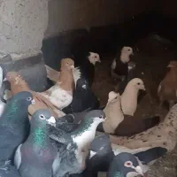 کبوتر آلمانی رنگه