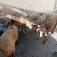 گوسفند چینی 4ماه