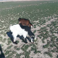 بز نر و ماده