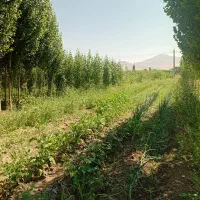فروش قواره زمین تجاری برجاده اصلی زیوه