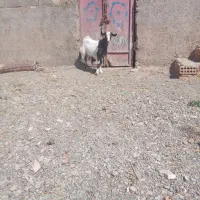 بزغاله