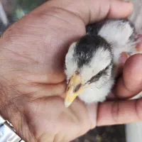 جوجه گلین اصل تاج خرما