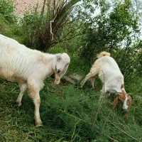 بز پاکستانی نرماده