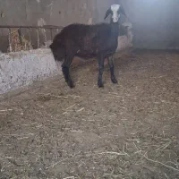 میش