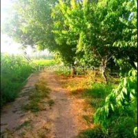 فروش باغ هروی