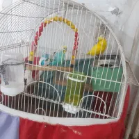 جفت فروشی به جز زرده