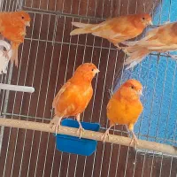 قناری|پرنده|لنجان, |دیوار