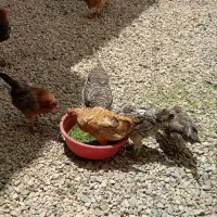 مرغ تخمگذار
