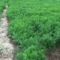 شوید نعنا پونه