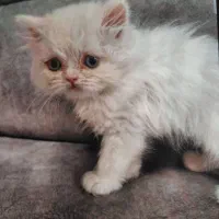 واگذاری گربه پرشین