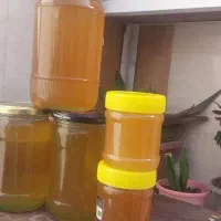 عسل کوهی منطقه لامرد