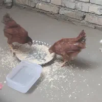 خروس محلی