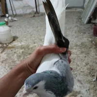 پرنده