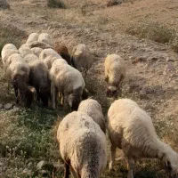 گوسفند فروشی داریاب