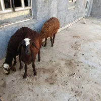 3عدد بره ماده
