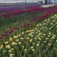 استخدام زوج افغان در گلخانه با جای اسکان