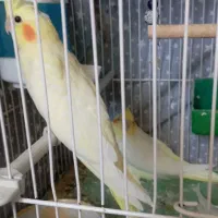جوجه عروس هلندی