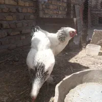 مرغ برهما لایت