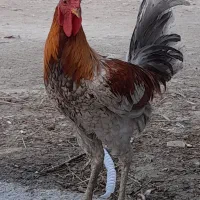 خروس محلی