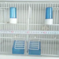 پرنده قفس سهره ایتالیایی اصلی